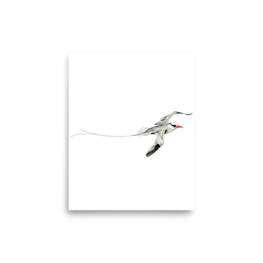 Red-billed Tropicbird art print on matte paper, Printful mockup