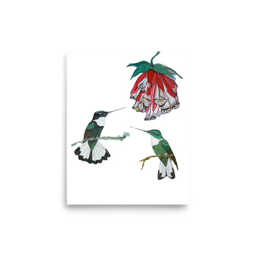 Collared Inca art print