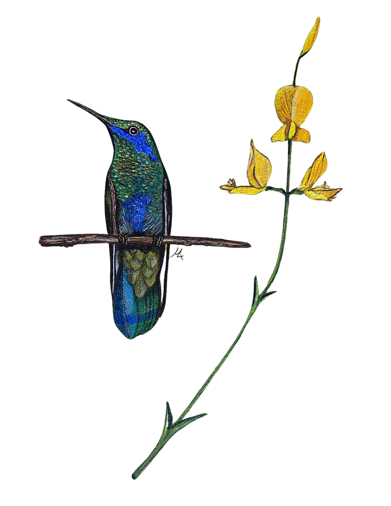 Hand-painted acrylic: Sparkling Violetear by Lilly Sylva