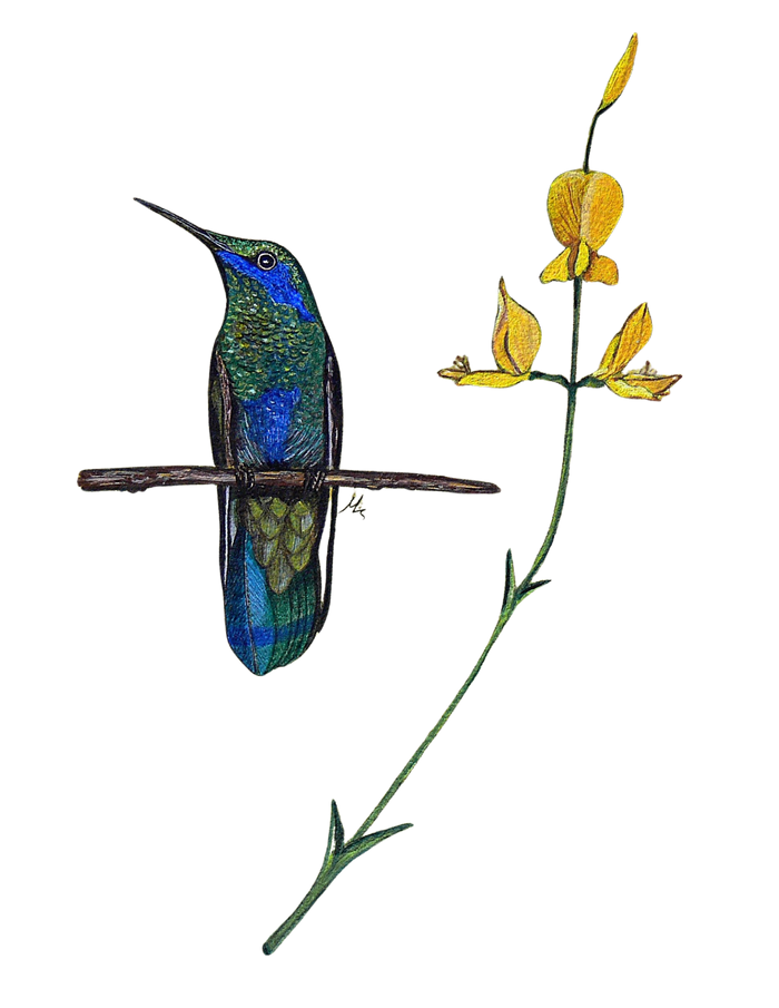Hand-painted acrylic: Sparkling Violetear by Lilly Sylva