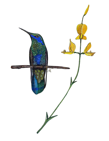 Hand-painted acrylic: Sparkling Violetear by Lilly Sylva