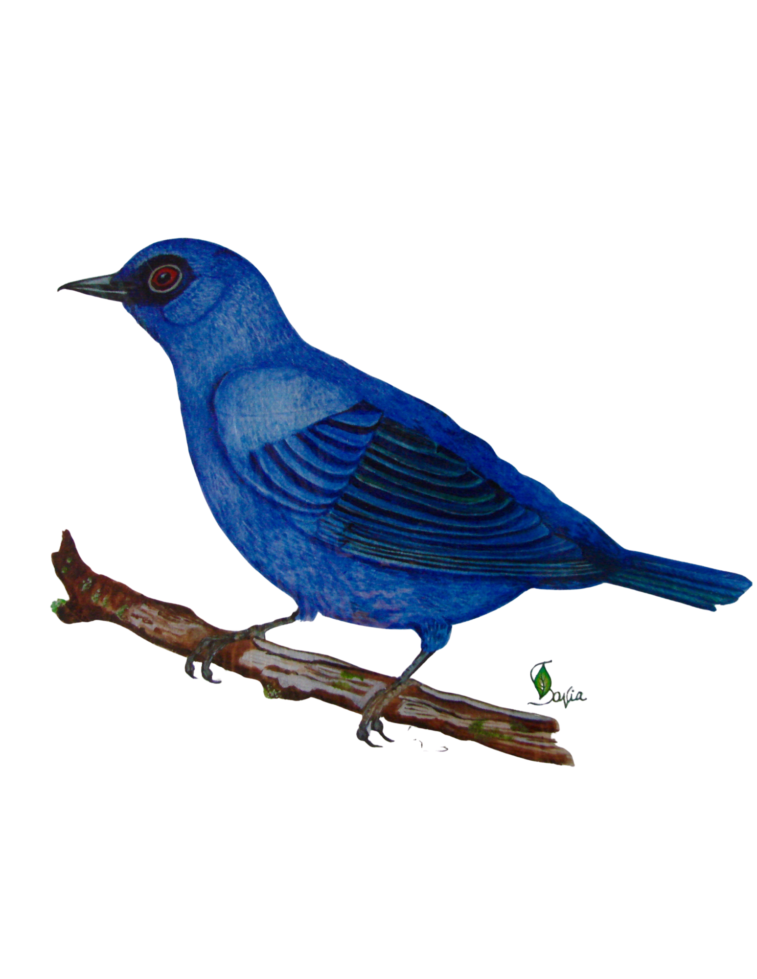Hand-painted acrylic: Blue-and-Black Tanager by Lilly Sylva