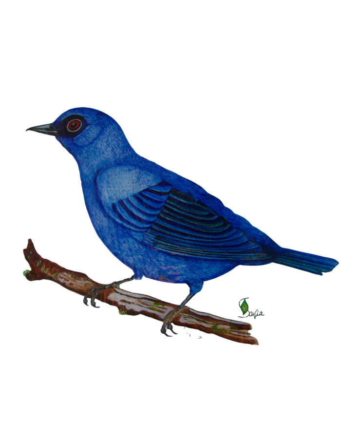 Hand-painted acrylic: Blue-and-Black Tanager by Lilly Sylva