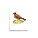 Tanager Finch art print