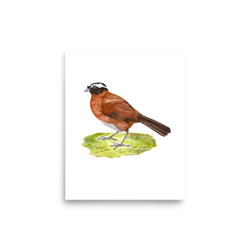 Tanager Finch art print on matte paper, Printful mockup