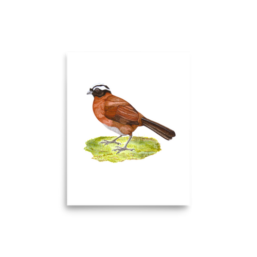 Tanager Finch art print