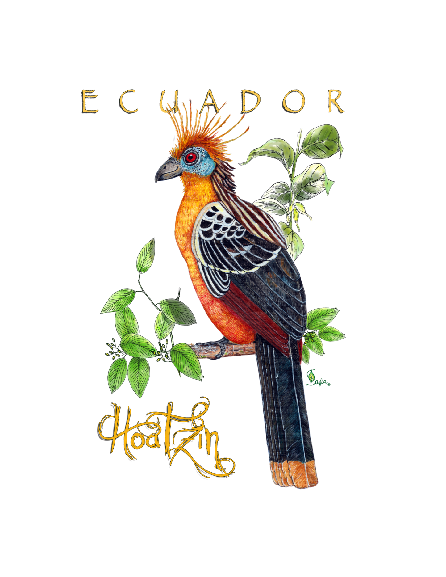 Hand-painted acrylic: Hoatzin by Lilly Sylva