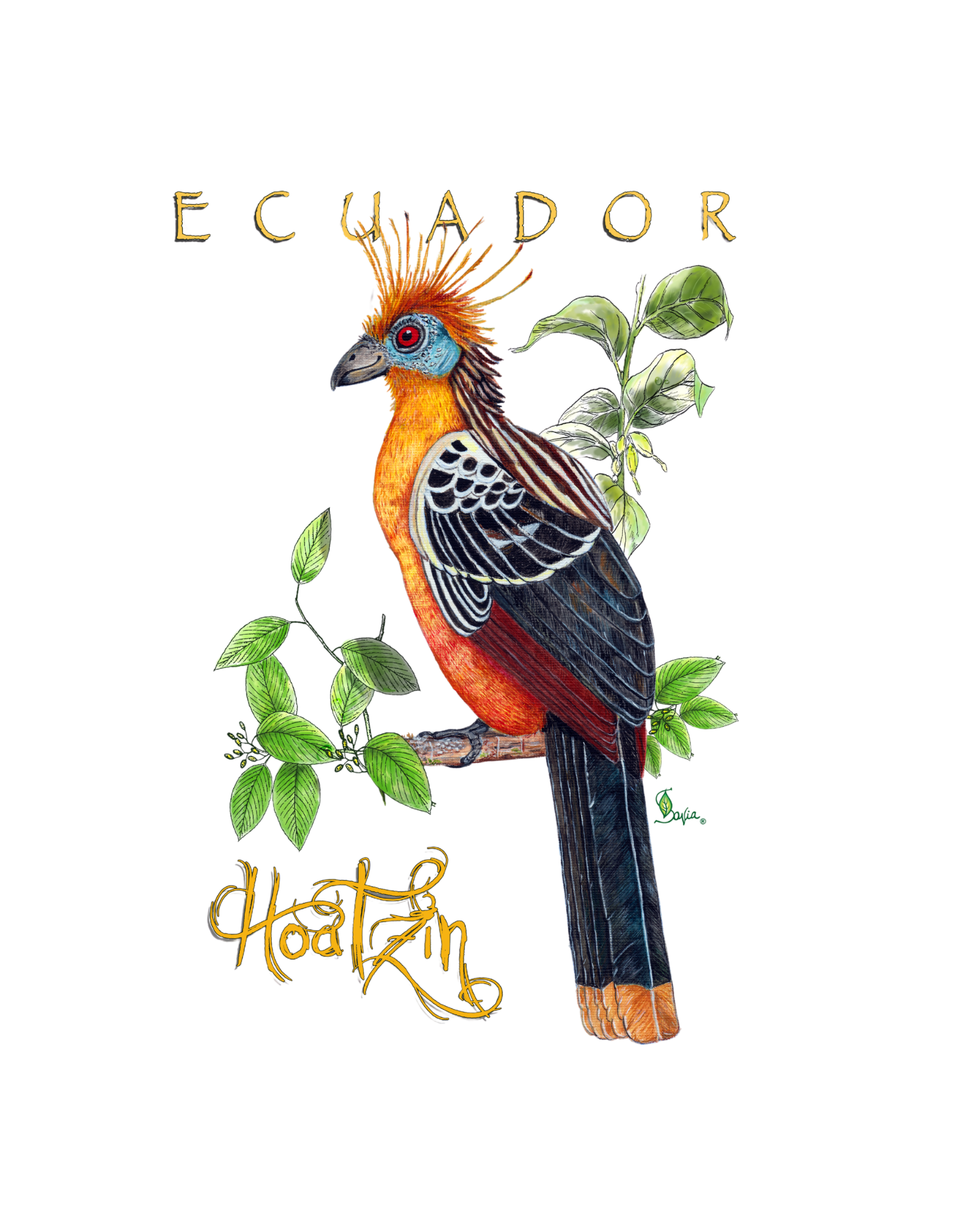 Hand-painted acrylic: Hoatzin by Lilly Sylva