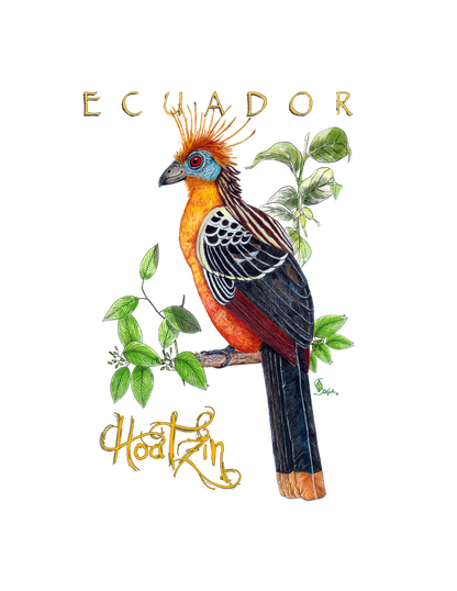 Hand-painted acrylic: Hoatzin by Lilly Sylva