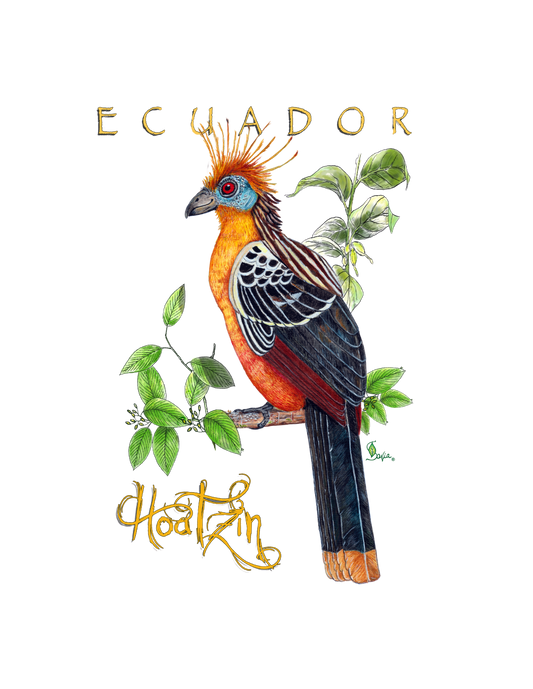 Hand-painted acrylic: Hoatzin by Lilly Sylva
