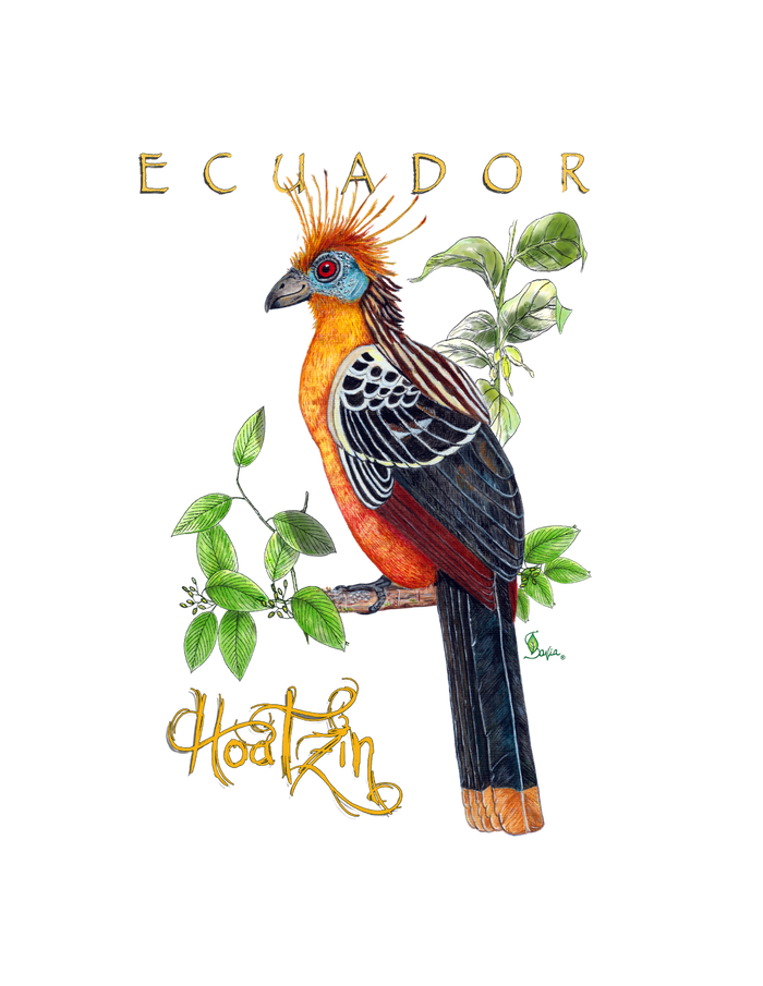 Hand-painted acrylic: Hoatzin by Lilly Sylva