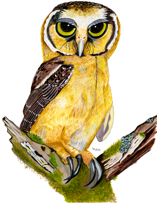 Original acrylic painting: hand-painted Buff-fronted Owl by Lilly Sylva