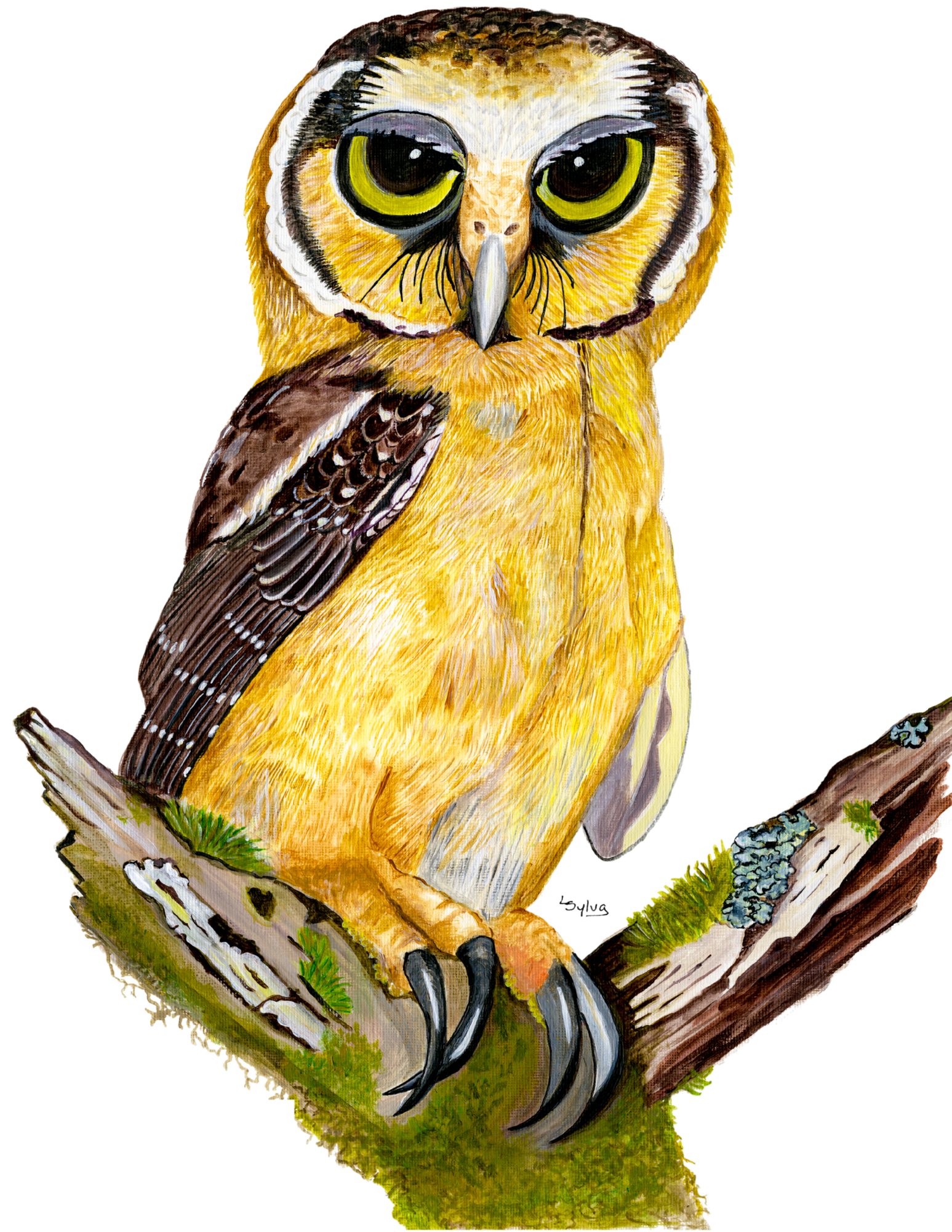 Hand-painted acrylic: Buff-fronted Owl by Lilly Sylva