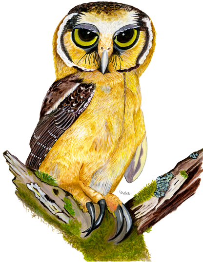 Hand-painted acrylic: Buff-fronted Owl by Lilly Sylva