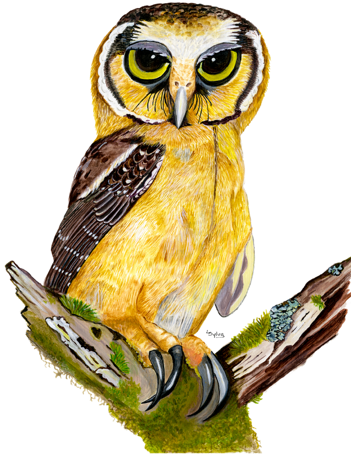 Hand-painted acrylic: Buff-fronted Owl by Lilly Sylva