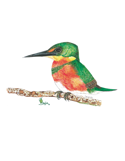 Hand-painted acrylic: American Pygmy Kingfisher by Lilly Sylva
