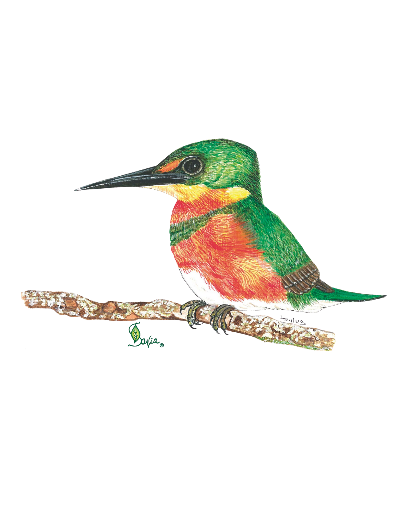 Hand-painted acrylic: American Pygmy Kingfisher by Lilly Sylva