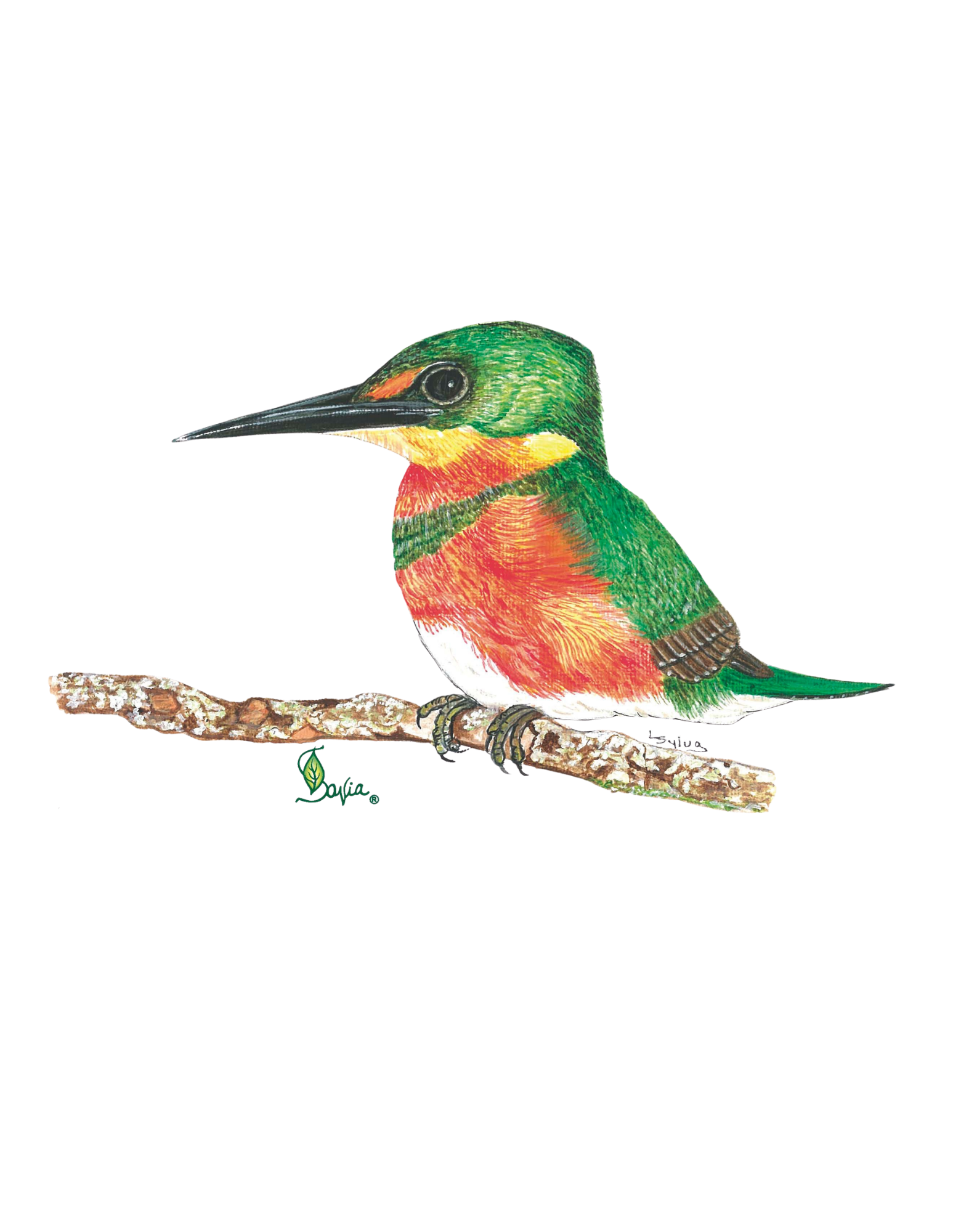 Hand-painted acrylic: American Pygmy Kingfisher by Lilly Sylva
