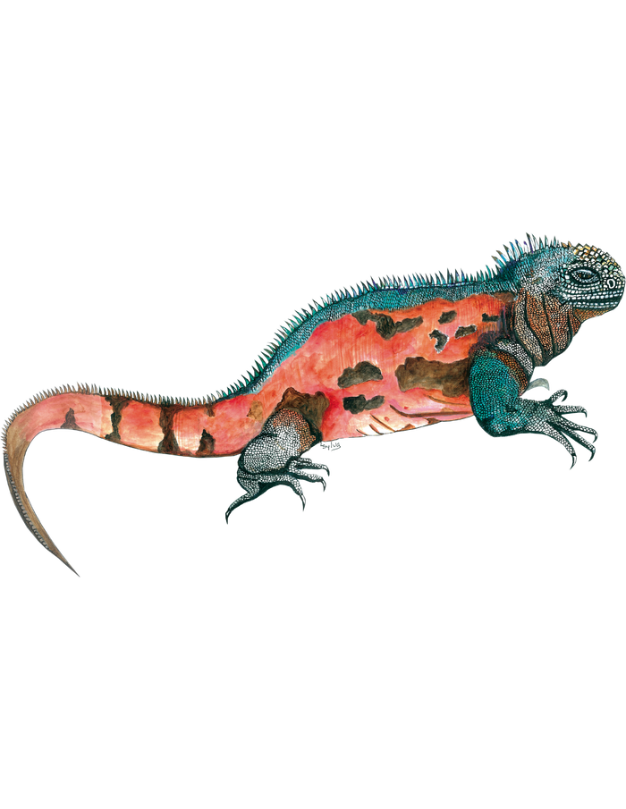 Hand-painted acrylic: Marine Iguana by Lilly Sylva