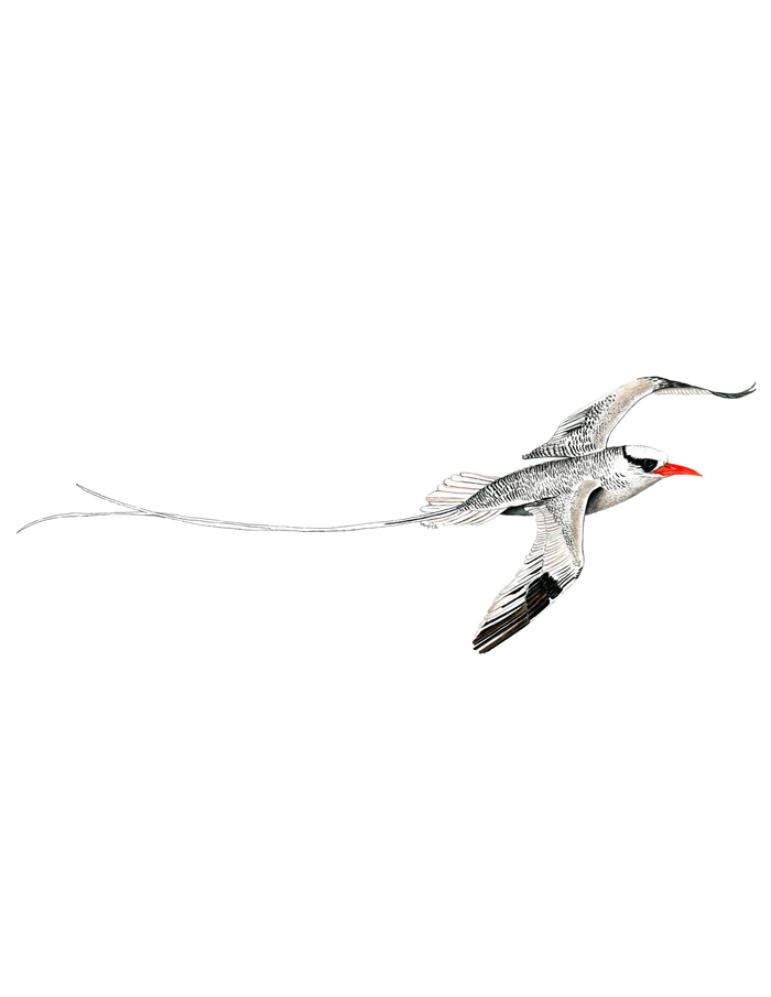 Hand-painted acrylic: Red-billed Tropicbird by Lilly Sylva