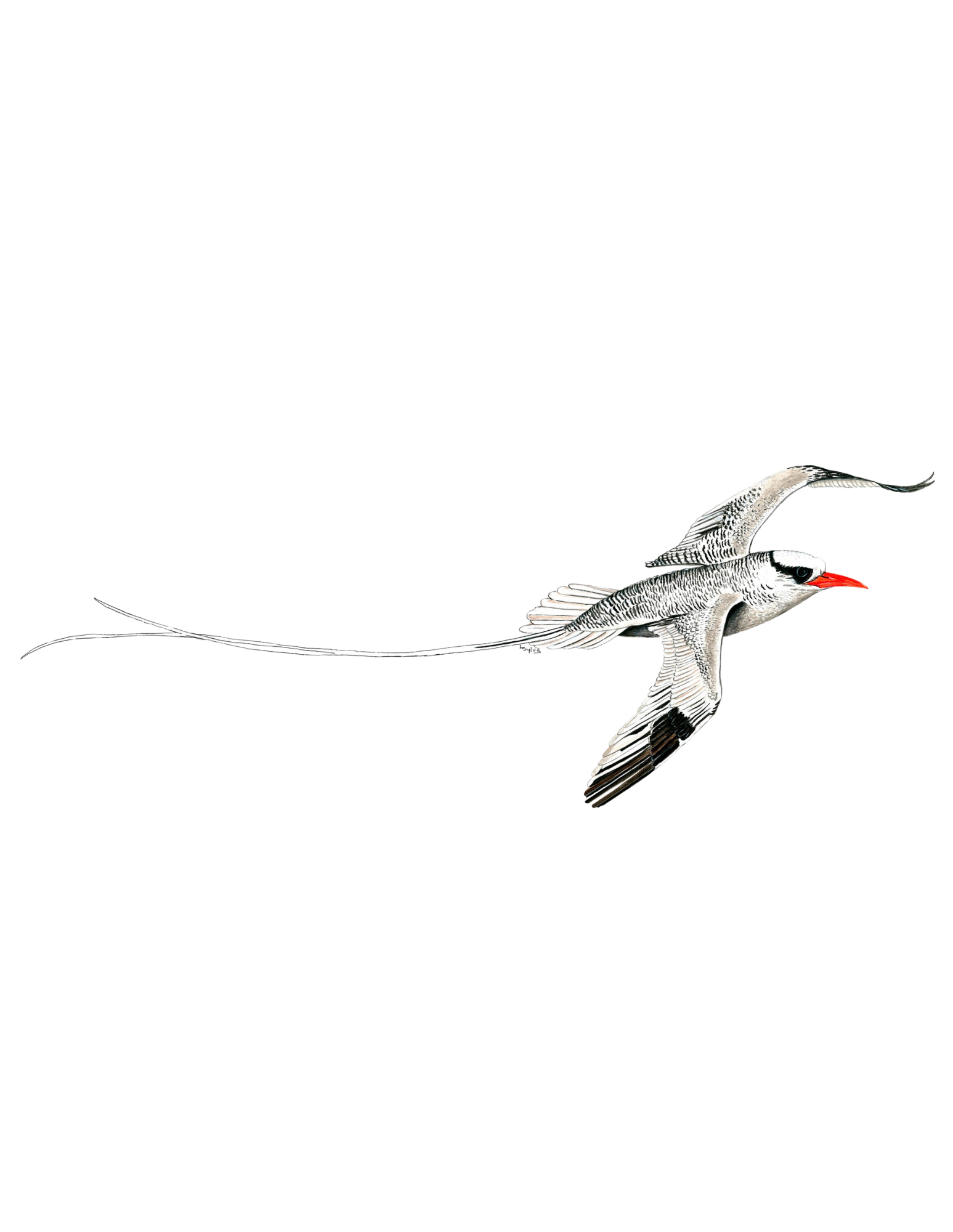 Hand-painted acrylic: Red-billed Tropicbird by Lilly Sylva