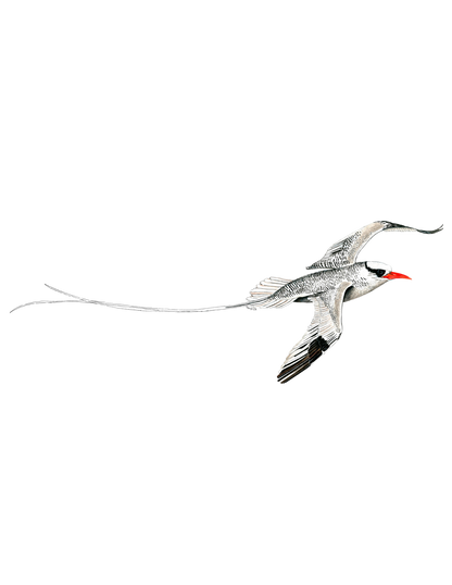 Hand-painted acrylic: Red-billed Tropicbird by Lilly Sylva