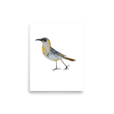 Galápagos Mockingbird art print