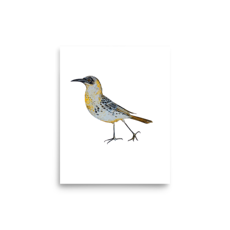 Galápagos Mockingbird art print on matte paper, Printful mockup