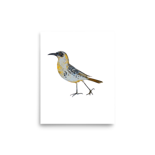 Galápagos Mockingbird art print