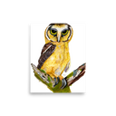 Buff-fronted Owl art print
