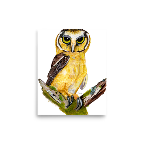 Buff-fronted Owl art print