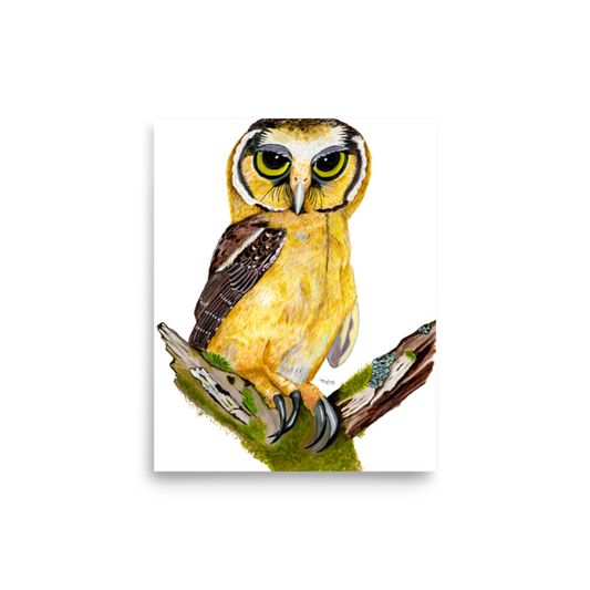 Buff-fronted Owl art print on matte paper, Printful mockup