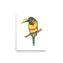 Chestnut-eared Araçari art print