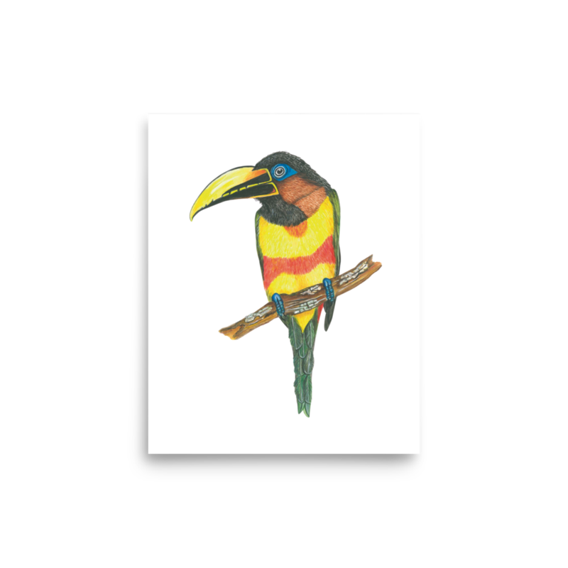 Chestnut-eared Araçari art print on matte paper, Printful mockup