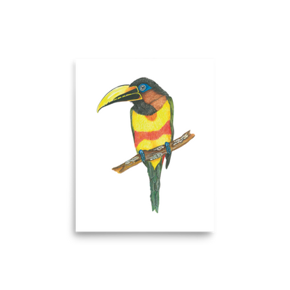 Chestnut-eared Araçari art print on matte paper, Printful mockup