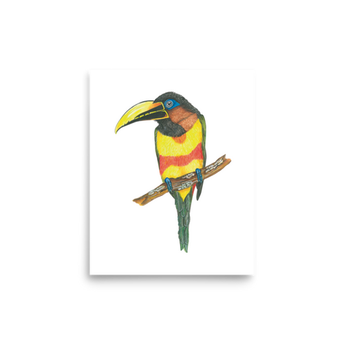 Chestnut-eared Araçari art print