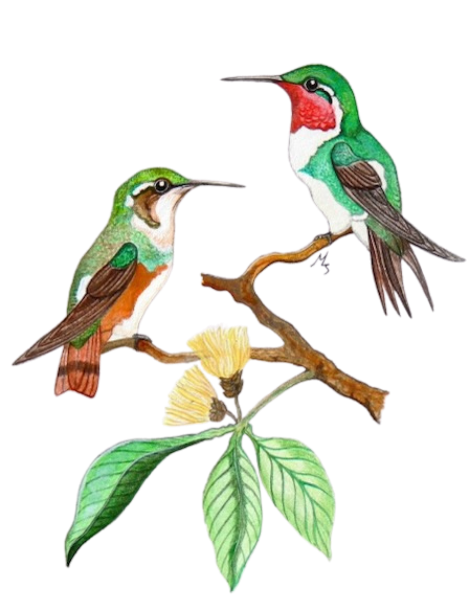 Hand-painted acrylic: White-bellied Woodstar by Lilly Sylva