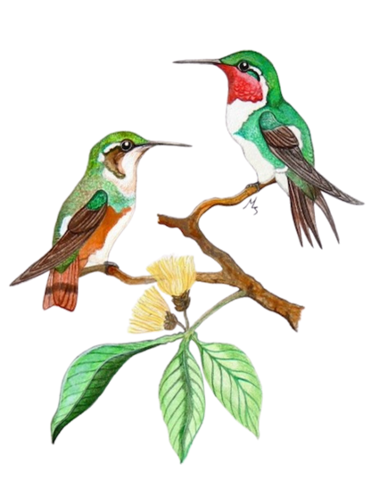 Hand-painted acrylic: White-bellied Woodstar by Lilly Sylva