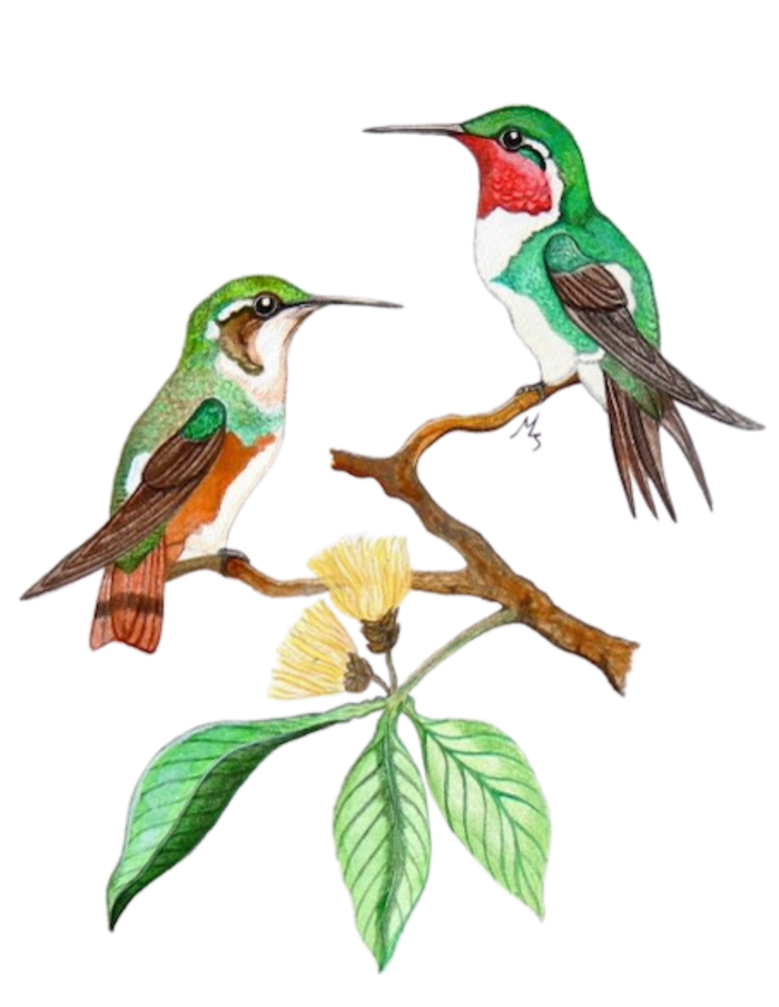 Hand-painted acrylic: White-bellied Woodstar by Lilly Sylva