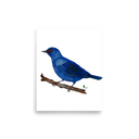 Blue-and-Black Tanager art print