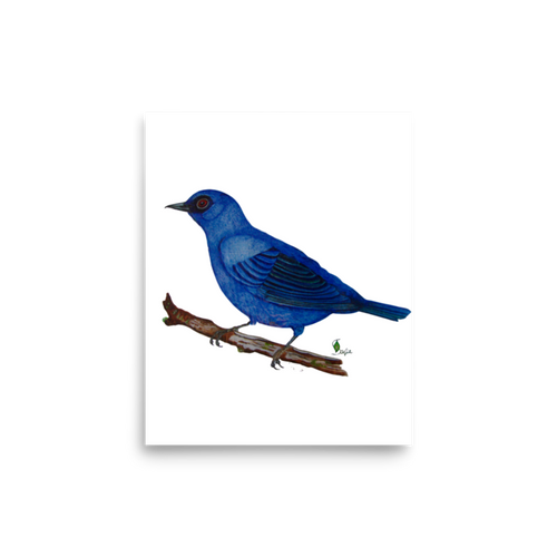 Blue-and-Black Tanager art print