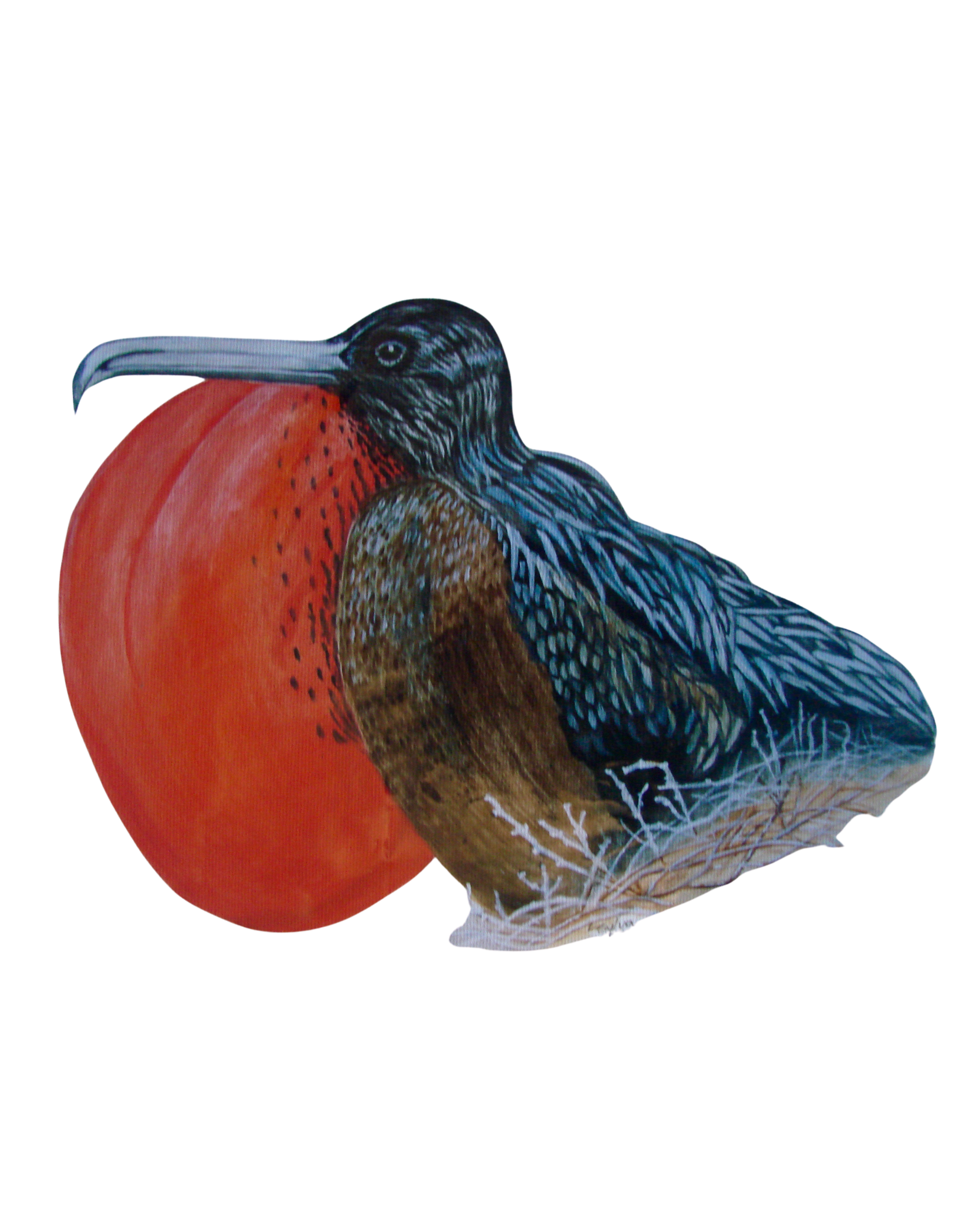 Hand-painted acrylic: Galápagos Frigatebird by Lilly Sylva