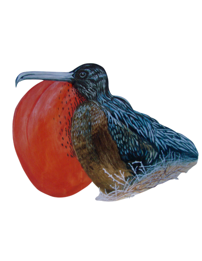 Hand-painted acrylic: Galápagos Frigatebird by Lilly Sylva