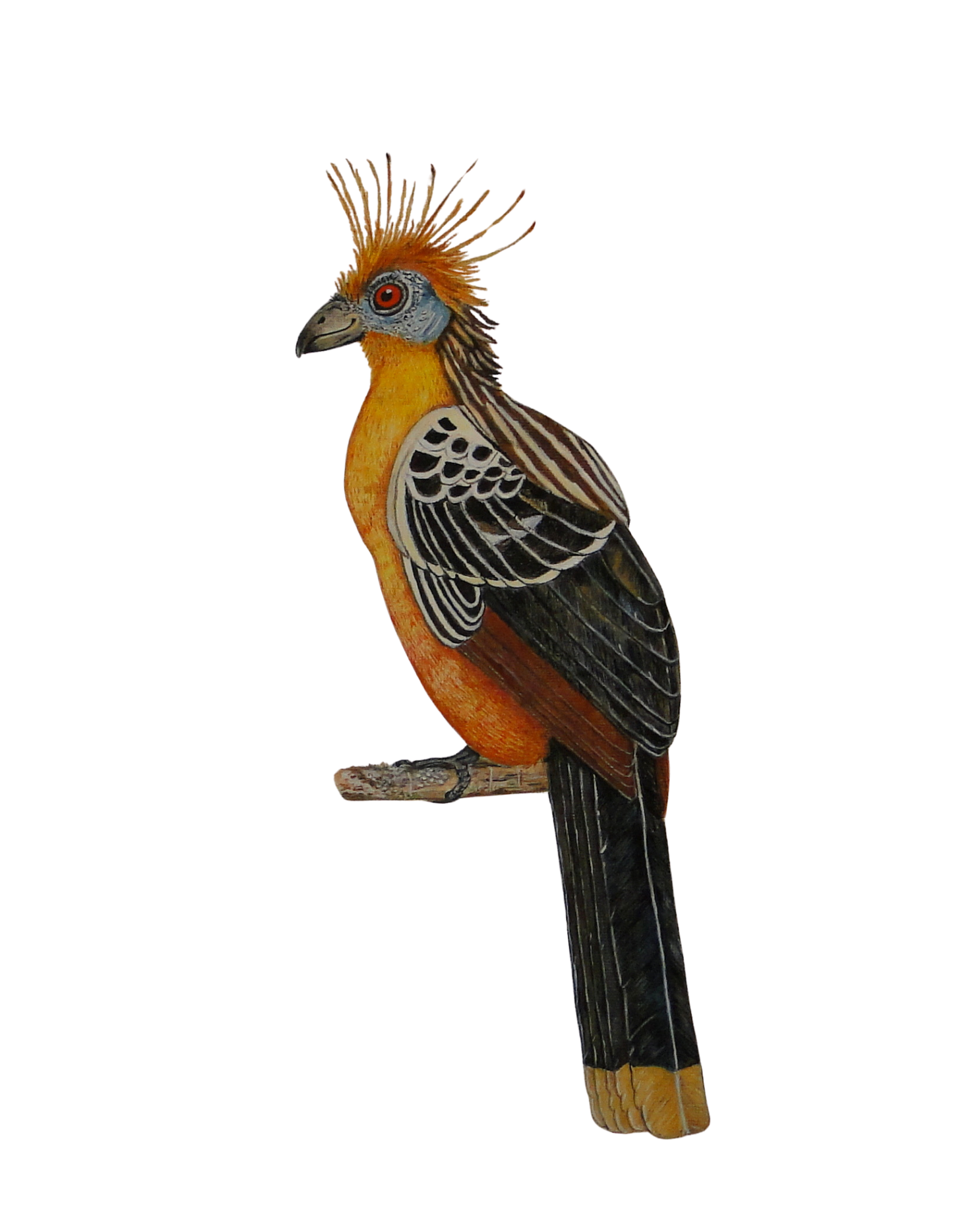 Hand-painted acrylic: Hoatzin study by Lilly Sylva