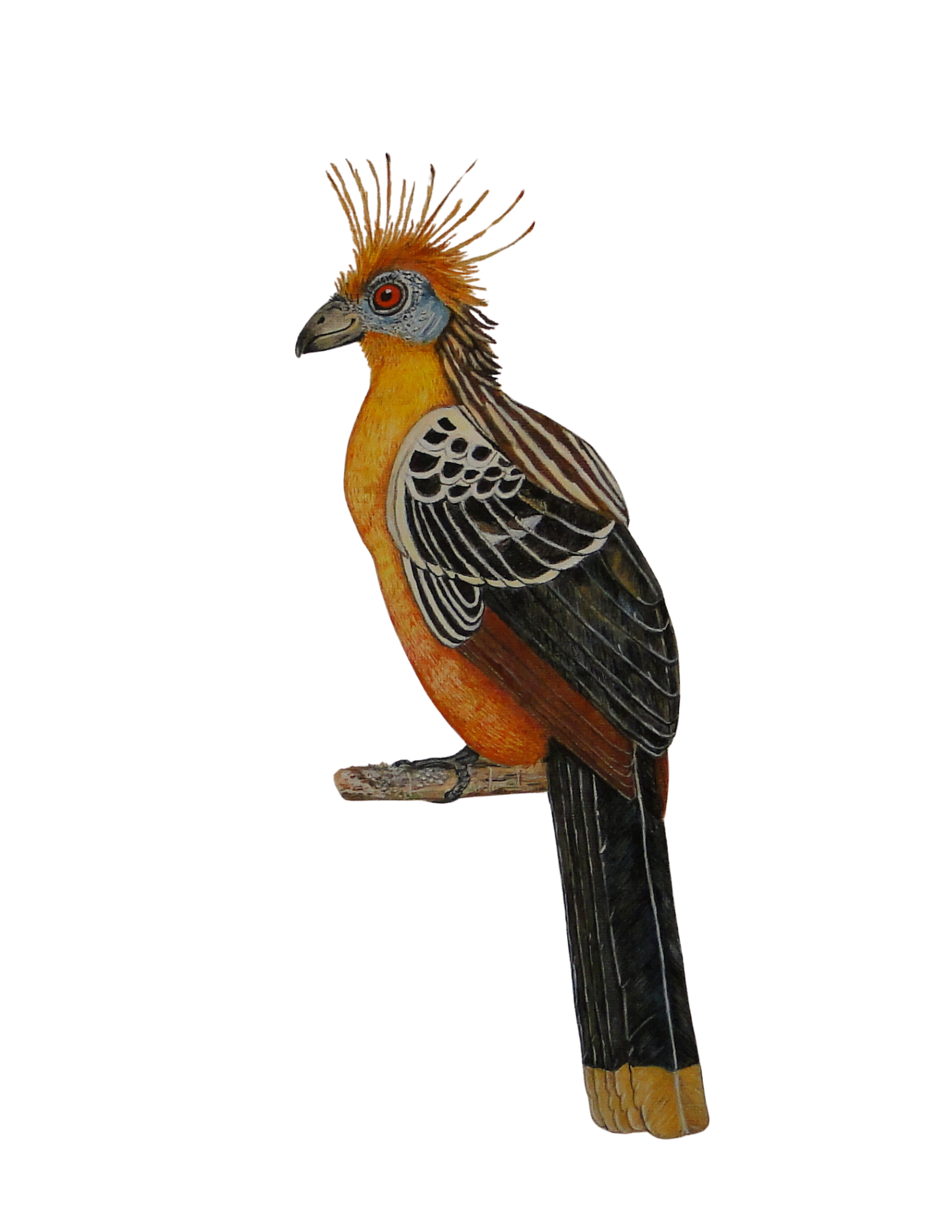 Hand-painted acrylic: Hoatzin study by Lilly Sylva