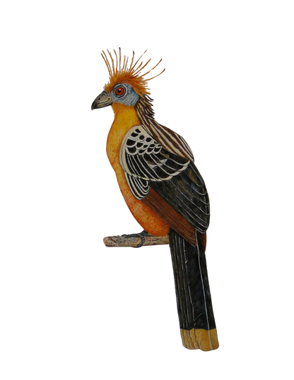 Hand-painted acrylic: Hoatzin study by Lilly Sylva