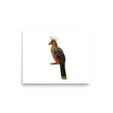 Hoatzin study art print