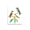 White-bellied Woodstar art print