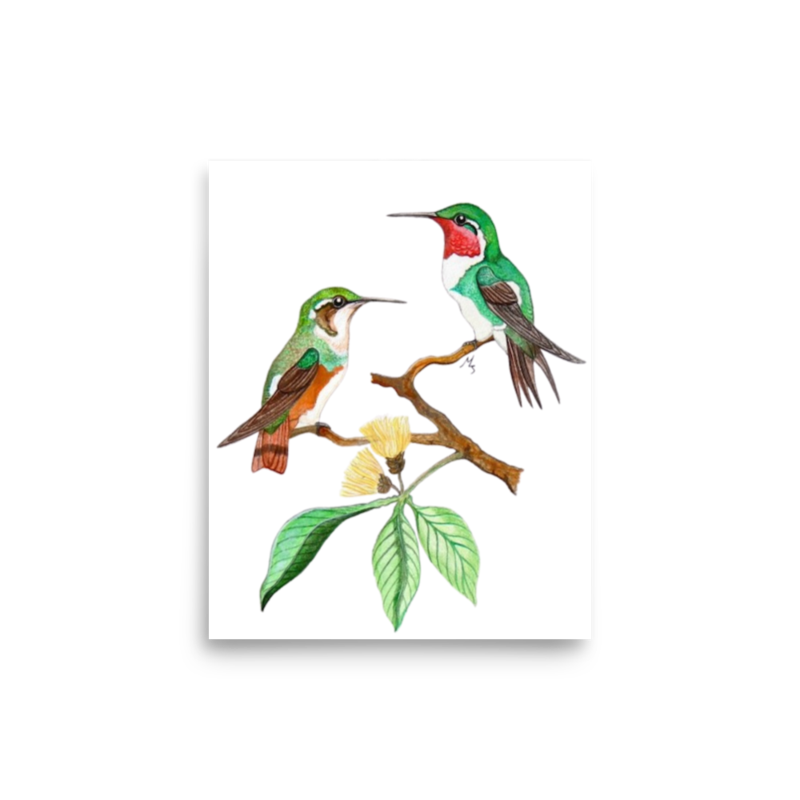 White-bellied Woodstar art print on matte paper, Printful mockup