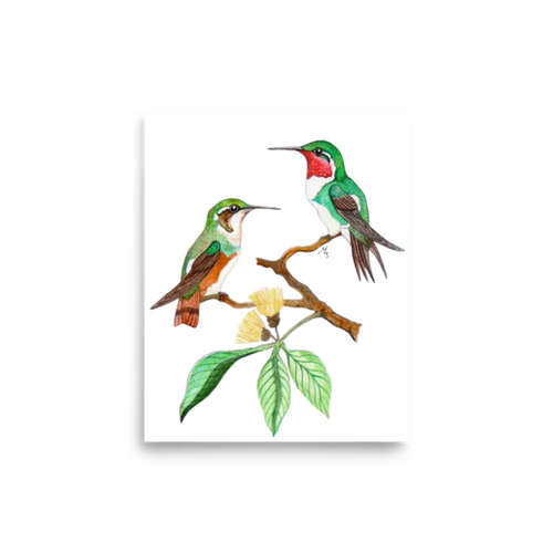 White-bellied Woodstar art print